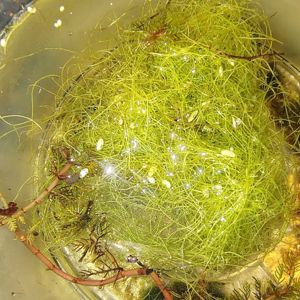 Utricularia gibba (bladderwort portion)