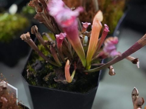Pitcher Plants