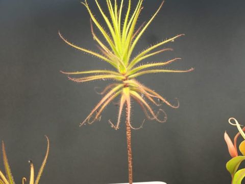 Sundews