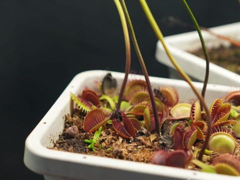 Venus Flytraps
