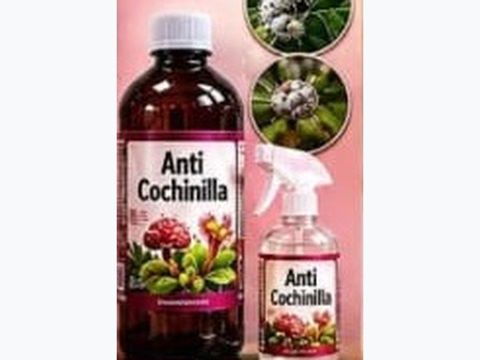Anti-mealybug treatment
