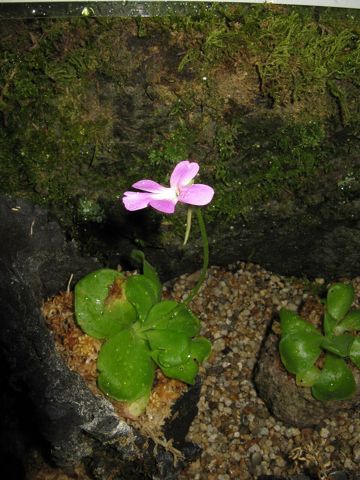 Butterwort - Sethos