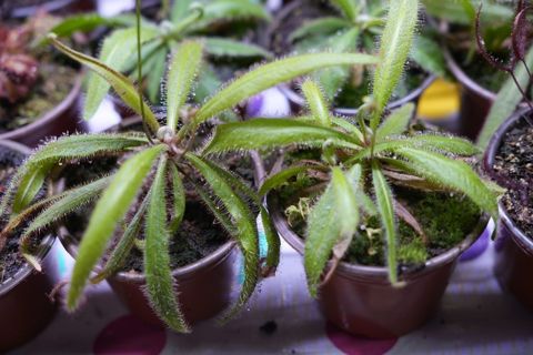 Cape Sundew