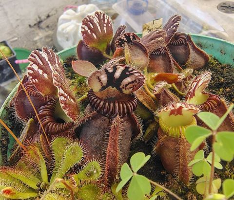 Cephalotus follicularis 'Hummer's Giant'
