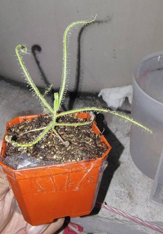 Drosera finlaysoniana