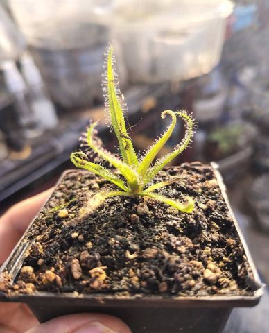 King Sundew
