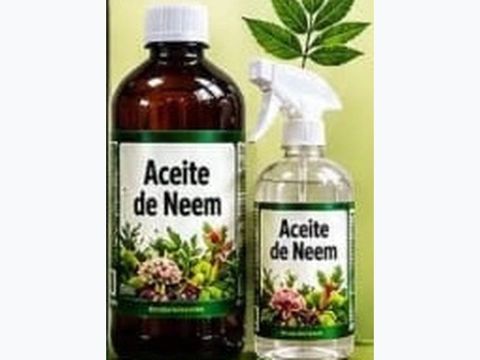 Neem oil