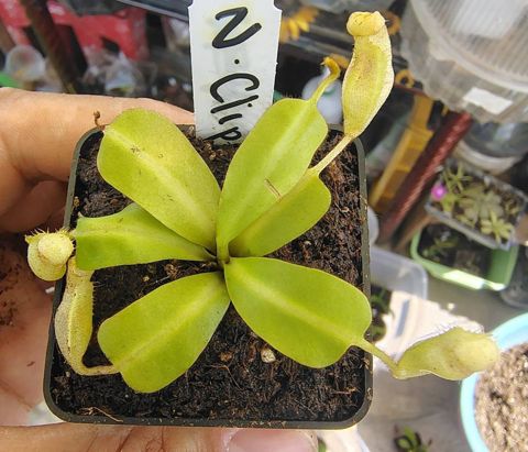 Nepenthes clipeata