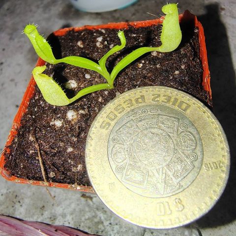 Nepenthes Diatas