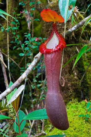 Nepenthes edwardsiana (to order)