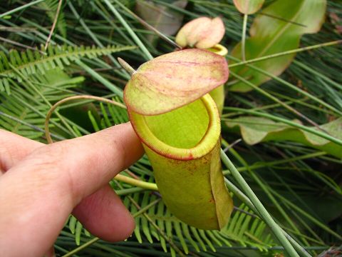 Nepenthes mirabilis 'Red' x (mirabilis x bokorensis)