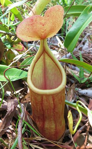 Nepenthes rosea