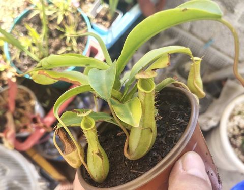 Nepenthes x ventrata