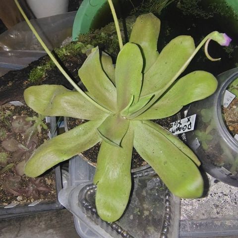 Pinguicula gigantea x moctezumae