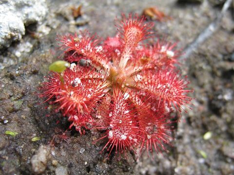 Spoon-Leaved Sundew