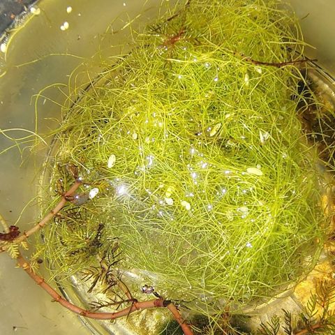 Utricularia gibba (bladderwort portion)