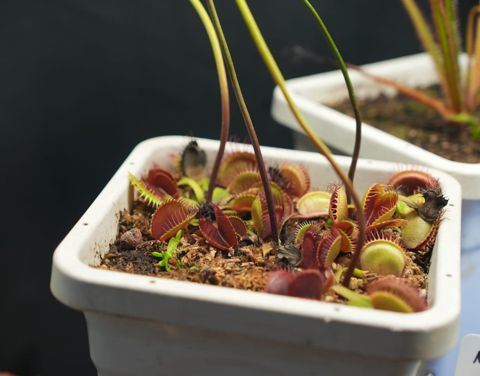Venus Flytrap - Classic