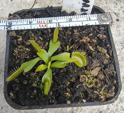 Venus Flytrap - Ginormous
