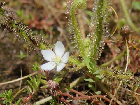 Finlayson's Sundew