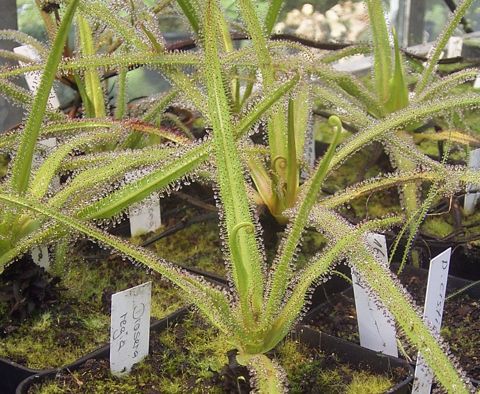 King Sundew