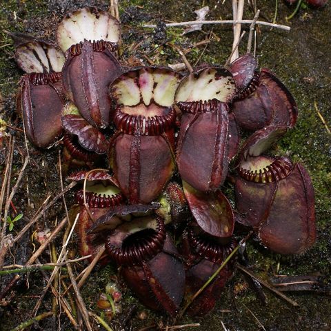 Cephalotus follicularis: In the wild, south west Australia