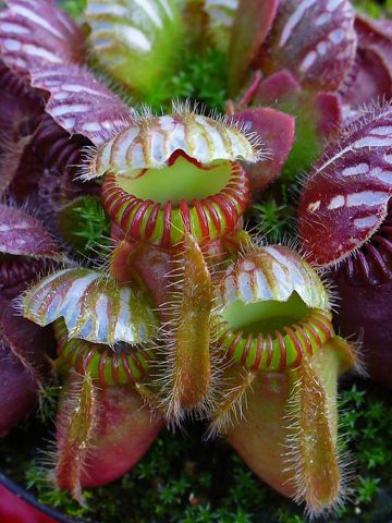 Cephalotus follicularis: Pitchers close up