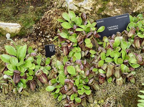 Cephalotus follicularis: Pitchers and flat summer leaves