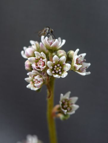 Cephalotus follicularis: Flowers