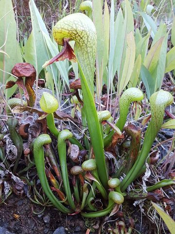 Darlingtonia californica: Whole plant in the wild, United States