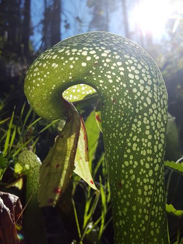 Darlingtonia californica: Pitcher hood and fishtail appendage