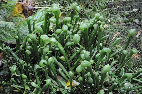 Darlingtonia californica: Dense colony, Bloedel Reserve, Washington