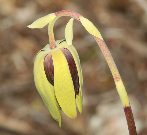 Darlingtonia californica: Nodding flower