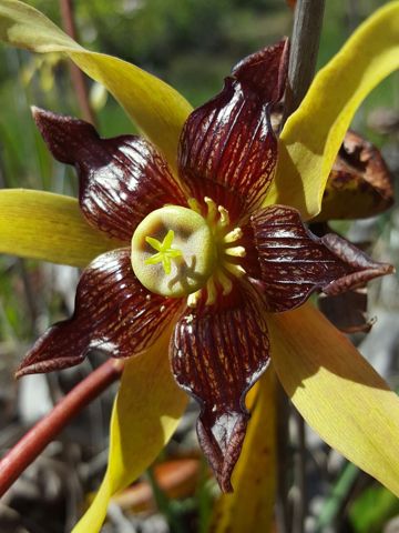 Darlingtonia californica: Open flower from below