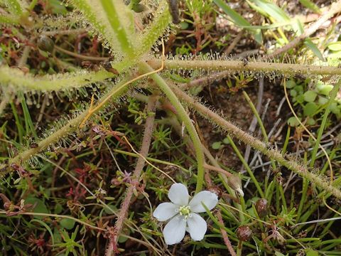 Drosera finlaysoniana: In flower in the wild, Pilliga, New South Wales