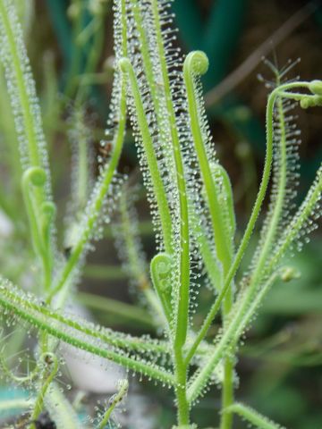 Drosera finlaysoniana: Leaves with sticky glands
