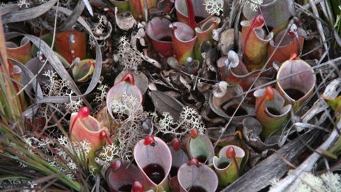 Heliamphora minor: In the wild, Auyan Tepui, Venezuela