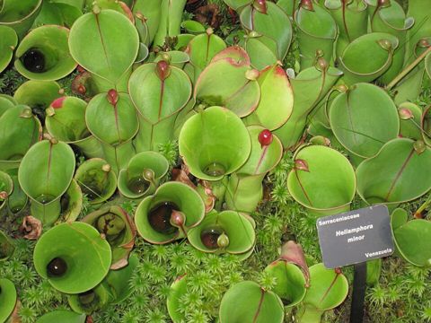 Heliamphora minor: Dense clump, Atlanta Botanical Garden