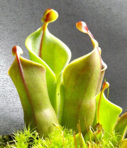 Heliamphora minor: Pitchers with their nectar spoons