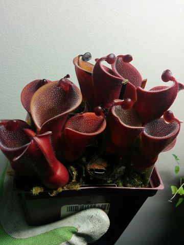 Heliamphora minor: Red variety pilosa in cultivation