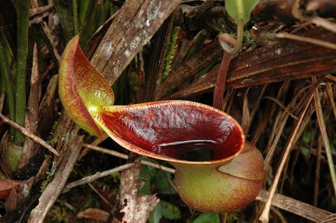 Nepenthes lowii: Upper pitcher, Gunung Murud, Sarawak