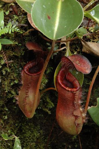 Nepenthes lowii: Lower pitchers, Gunung Murud
