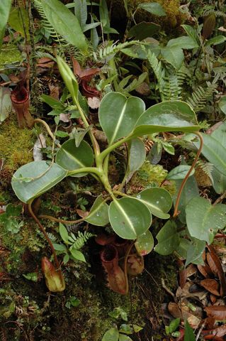 Nepenthes lowii: Plant with a lower pitcher, Gunung Murud