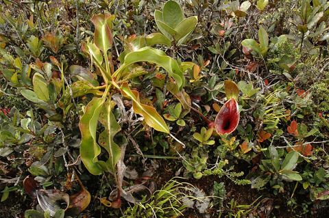 Nepenthes lowii: Plant in mountain scrub, Gunung Murud