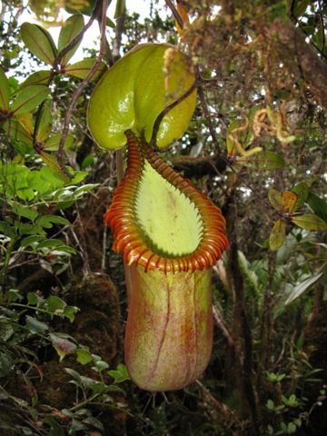 Nepenthes macrophylla: Upper pitcher in the wild