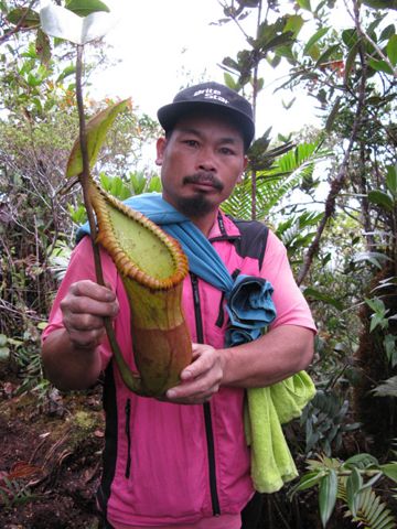 Nepenthes macrophylla: Upper pitcher held for scale