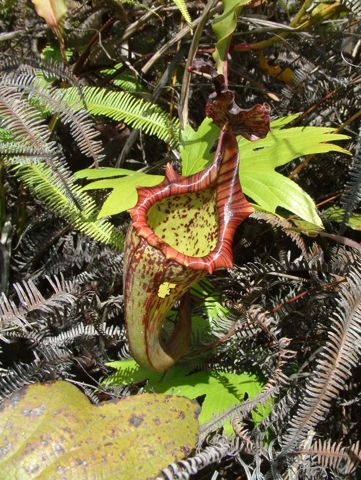 Nepenthes maxima: Lower pitcher, Sulawesi