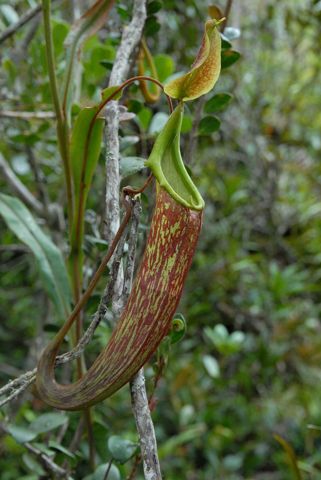 Nepenthes maxima: Upper pitcher, Anggi Lakes, New Guinea