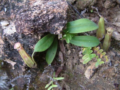 Nepenthes maxima: Young plant with pitchers, Sulawesi