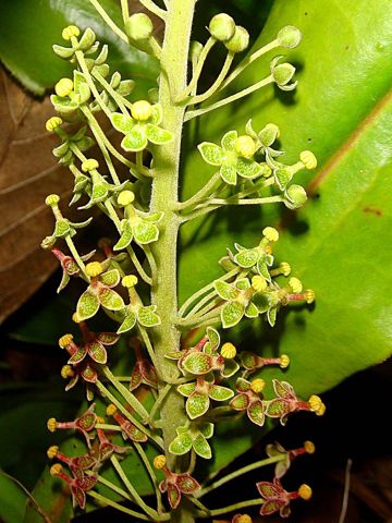 Nepenthes maxima: Male flowers