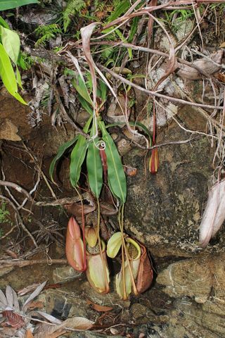 Nepenthes merrilliana: Lower pitchers in the wild